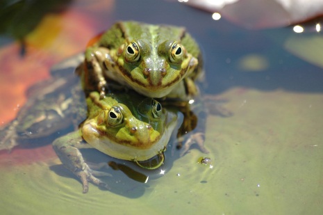 Rosmarie Neumann - Frogs